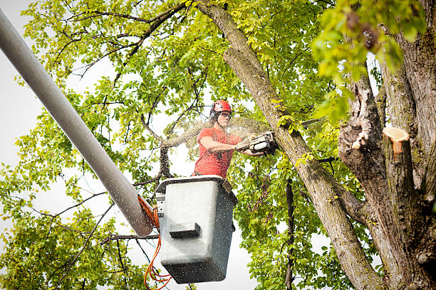 How Our Tree Care Process Works  in  Lodi, NJ